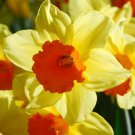 Fortissimo Large Cup Daffodil 5 Bulbs 14/16 Cm Long Flowering Period Indoor Outdoor Garden Fortissimo Large Cup Daffodil 5 Bulbs 14/16 Cm Long Flowering Period Indoor Outdoor Garden