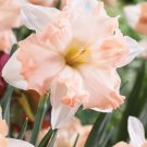 Waltz Butterfly Daffodil 5 Bulbs 14/16 Cm Bulbs New Indoor Outdoor Garden