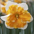 Love Call Butterfly Daffodil 5 Bulbs 14/16 Cm Bulbs Indoor Outdoor Garden