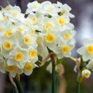 Avalanche Tazetta Daffodil/Narcissus 5 Bulbs 13/15 Cm Bulbs New Indoor Outdoor Garden