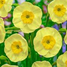 Sun Disc Daffodil 10 Bulbs 10/12 Cm Bulbs Miniature Jonquilla Daffodil Indoor Outdoor Garden