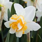 Sweet Desire Double Daffodil 5 Bulbs 14/16 Cm Bulbs New Indoor Outdoor Garden