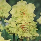 Fairness Double Daffodil 5 Bulbs New Fragrant 14/16 Cm Bulbs Indoor Outdoor Garden Fairness Double Daffodil 5 Bulbs New Fragrant 14/16 Cm Bulbs Indoor Outdoor Garden
