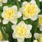 Ice King Double Daffodil 5 Bulbs New Fragrant 14/16 Cm Bulbs Indoor Outdoor Garden