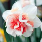 Replete Double Daffodil 5 Bulbs Rosy Pink 14/16 Cm Bulbs Indoor Outdoor Garden