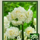 Erlicheer Paperwhite Narcissus 5 Bulbs Indoors/Out Very Fragrant Indoor Outdoor Garden