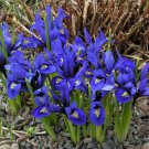 Harmony Rock Iris 20 Bulbs 5/+ Cm Bulbs Indoor Outdoor Garden