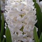Aiolos Hyacinth 5 Bulbs Pure White Fragrant New Indoor Outdoor Garden