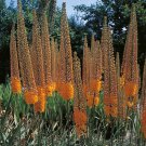 Pinokkio Foxtail Lily Eremurus Isabellinus 2 Bulbs Indoor Outdoor Garden