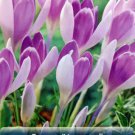 Vanguard Giant Crocus 12 Bulbs 8/9Cm Soft Lilactoned Flowers Indoor Outdoor Garden