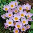 Firefly Snow Crocus 20 Bulbs 5/+ Cm Bulbs Indoor Outdoor Garden