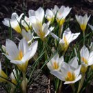 Snowbunting Snow Crocus 20 Bulbs Snowy White 5/+ Cm Bulbs Indoor Outdoor Garden
