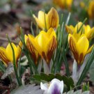 Fuscotinctus Snow Crocus 20 Bulbs 5/+ Cm Indoor Outdoor Garden