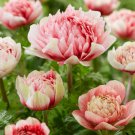 Anemone Peony Red/White Windflower 8 Bulbs 4/5 Cm Bulbs New Indoor Outdoor Garden