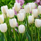Snow White Single Late Tulip 8 Bulbs 12/+ Cm Bulbs Indoor Outdoor Garden