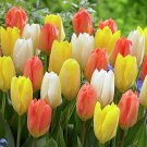Retro Emperor Tulip Mix 10 Bulbs 12/+ Cm Bulbs Indoor Outdoor Garden Retro Emperor Tulip Mix 10 Bulbs 12/+ Cm Bulbs Indoor Outdoor Garden