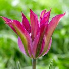 Purple Dance Lily Flowering Tulips 8 Bulbs New 12/+ Cm Bulbs Indoor Outdoor Garden