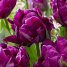 Purple Peony Double Late Peony Tulip 8 Bulbs 12/+ Cm Bulbs Indoor Outdoor Garden