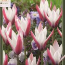 Peppermint Stick Candlestick Tulip 9 Bulbs Pink White 6/+ Cm Bulbs Indoor Outdoor Garden