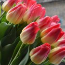 Match Triumph Tulip 10 Bulbs Exclusive 12/+ Cm Bulbs Indoor Outdoor Garden