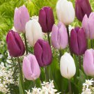 Dutch Prince Mix Tulips 10 Bulbs 12/+ Cm Single Early Blooms Indoor Outdoor Garden
