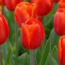 Bourbon Street Triumph Tulip 8 Bulbs Exclusive 12/+ Cm Bulbs Indoor Outdoor Garden