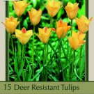 Bronze Charm Tulip 15 Bulbs 6/+ Cm Bulbs Indoor Outdoor Garden