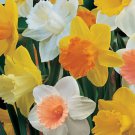 Trumpet Daffodil Mix 8 Bulbs 14/16 Cm Bulbs Indoor Outdoor Garden