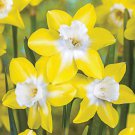 Pipit Jonquilla Narcissus/Daffodil 8 Bulbs 12/14 Cm Bulbs Indoor Outdoor Garden