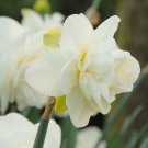 Obdam Double Flowering Narcissus/Daffodil 8 Bulbs 14/16 Cm Indoor Outdoor Garden