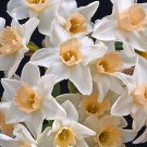 O'Bodkin Jonquilla Daffodil 8 Bulbs New 12/14 Cm Bulbs Indoor Outdoor Garden