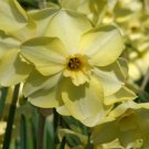 Gazelle Jonquilla Daffodil 6 Bulbs 12/14 Cm Bulbs Indoor Outdoor Garden