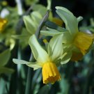 Eaton Song Daffodil 6 Bulbs 12/14 Cm Bulbs Indoor Outdoor Garden