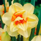 Double Fashion Narcissus 7 Bulbs 14/16 Cm Bulbs Indoor Outdoor Garden