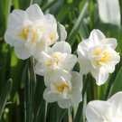 Cheerfulness Double Flowering Narcissus 8 Bulbs 14/16 Cm Bulbs Indoor Outdoor Garden