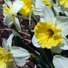Ice Follies Daffodil 7 Bulbs 14/16 Cm Bulbs Indoor Outdoor Garden