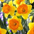 Akita Trumpet Narcissus/Daffodil 3 Bulbs 14/16 Cm Bulbs Indoor Outdoor Garden