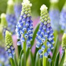 Julia Grape Hyacinth 12 Bulbs Muscari 8/9Cm Bulbs Indoor Outdoor Garden