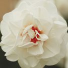 Acropolis Narcissus/Daffodil 8 Bulbs 14/16 Cm Bulbs Double Flowering Indoor Outdoor Garden