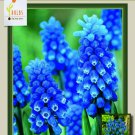 Dark Eyes Grape Hyacinth 12 Bulbs Muscari Aucheri 5/+ Cm Bulbs Indoor Outdoor Garden
