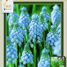 Valerie Finnis Grape Hyacinth 20 Bulbs Muscari 8/9Cm Bulbs Indoor Outdoor Garden
