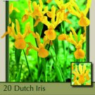 Yellow Queen Dutch Iris 20 Bulbs Great Cut Flower 8/9 Cm Bulbs Indoor Outdoor Garden