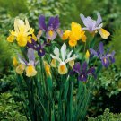 Dutch Iris Mixture 20 Bulbs 8/9 Cm Bulbs Indoor Outdoor Garden