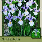 Carmen Dutch Iris 20 Bulbs Great Cut Flower 8/9 Cm Bulbs Indoor Outdoor Garden