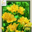 Yellow Single Freesia 20 Bulbs Fragrant 6/+ Cm Bulbs Indoor Outdoor Garden