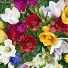 Double Mixed Freesia 20 Bulbs Fragrant 6/+ Cm Bulbs Indoor Outdoor Garden