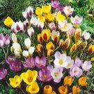 Snow Crocus Specie Mix 18 Bulbs 5/+ Cm Bulbs Indoor Outdoor Garden