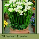 Double White Freesia 20 Bulbs Pure White Fragrant 6/+ Cm Bulbs Indoor Outdoor Garden