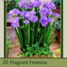 Double Blue Freesia 20 Bulbs Crystal Clear Blue Fragrant 6/+ Cm Bulbs Indoor Outdoor Garden Double Blue Freesia 20 Bulbs Crystal Clear Blue Fragrant 6/+ Cm Bulbs Indoor Outdoor Garden