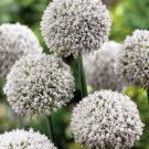 Ping Pong Flowering Onion Allium 30 Bulbs 6/+ Cm New Indoor Outdoor Garden